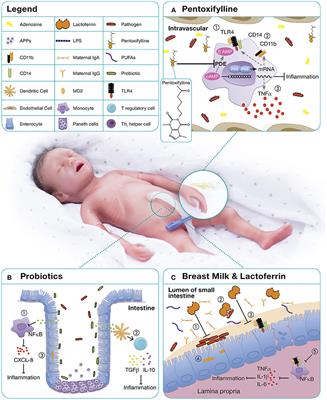 Immunomodulation to Prevent or Treat Neonatal Sepsis: Past, Present, and Future